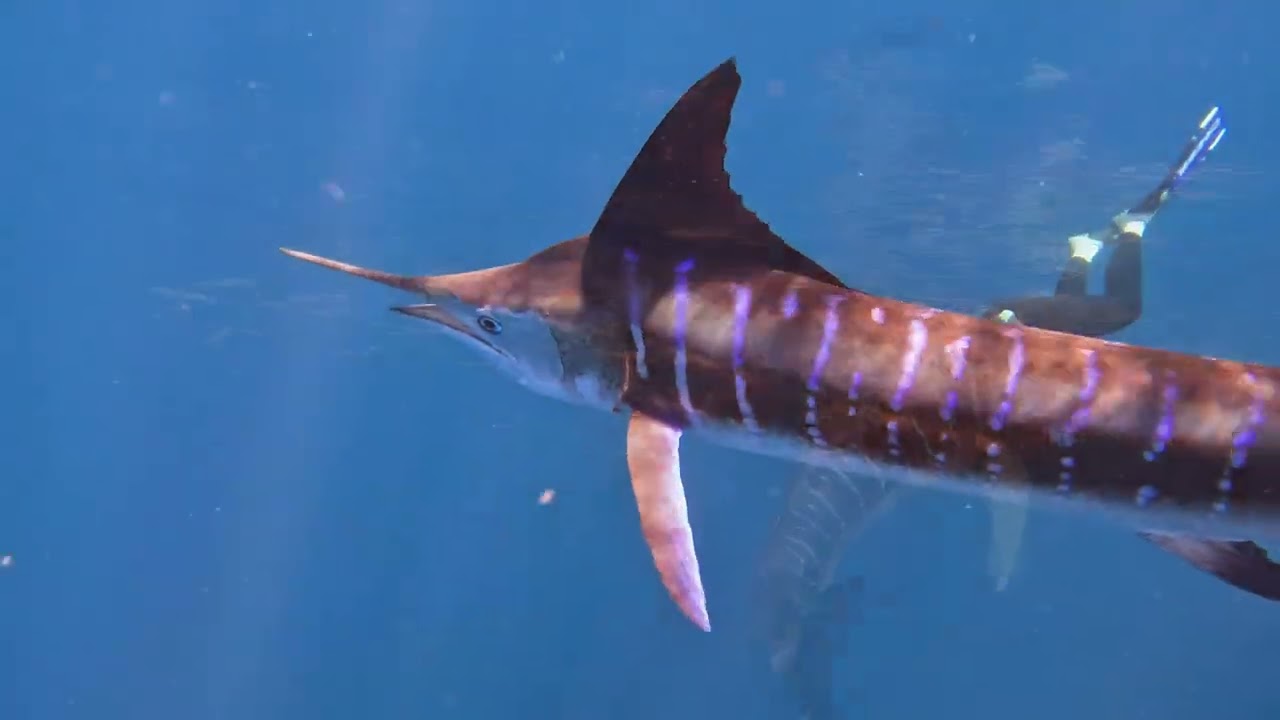 Marlin, sailfish, and sea lions feeding