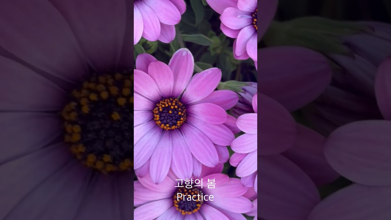 고향의 봄 - 2006 