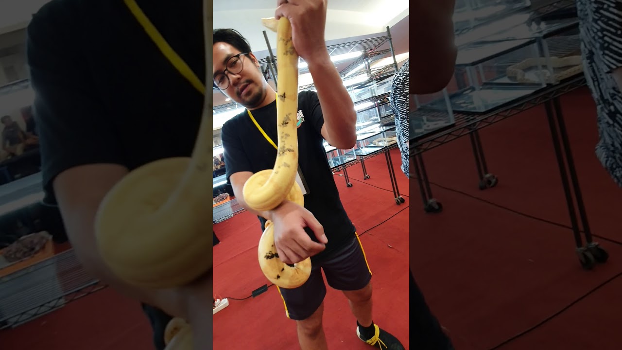 Open boa constrictor morph FnB 2019