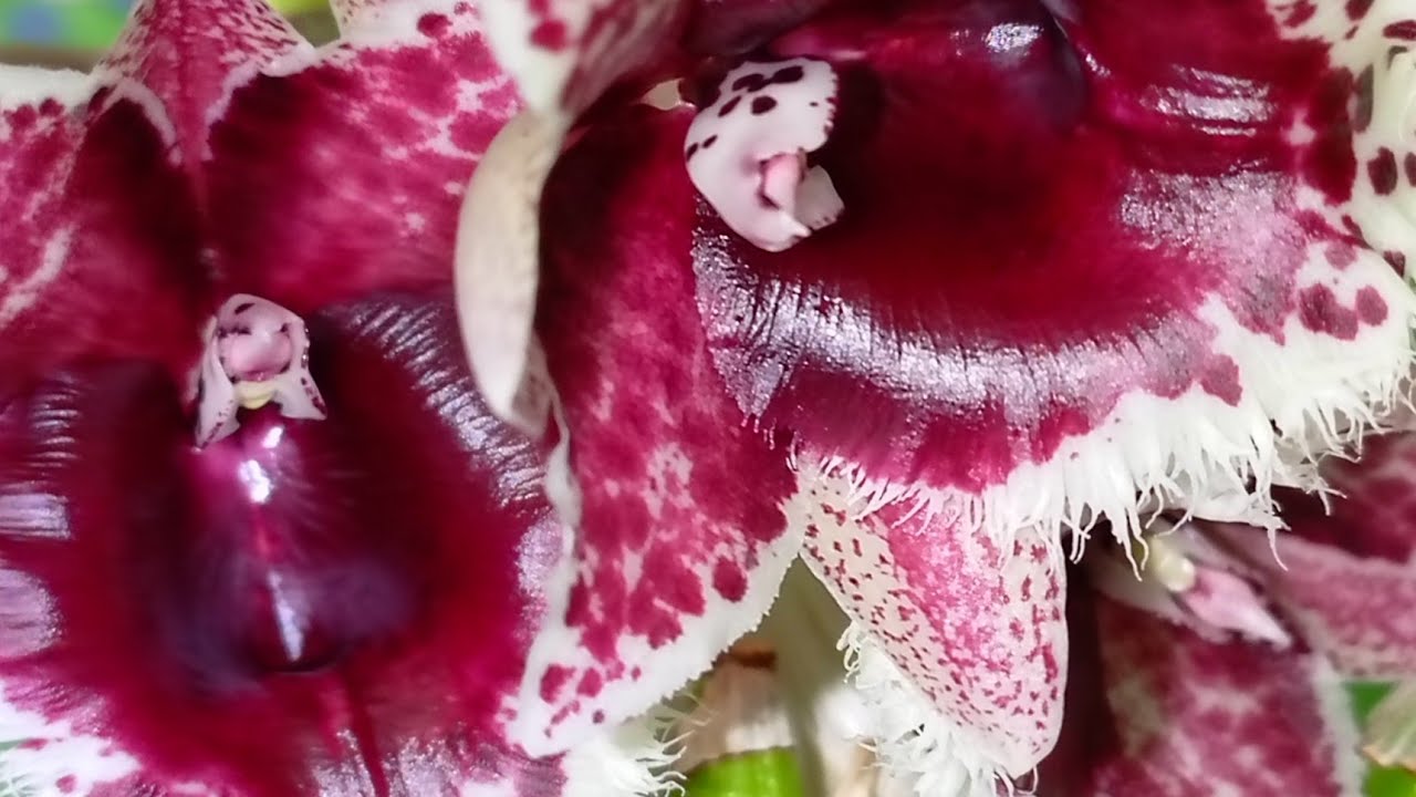 Oрхидея Clowesetum Penang Waltz, первое домашнее цветение орхидеи🥳💕🌺