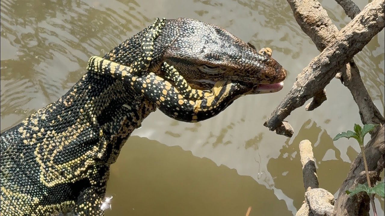 LUMPINI PARK DRAMA: Giant Monitor Lizard Tries to Steal Another's Meal!