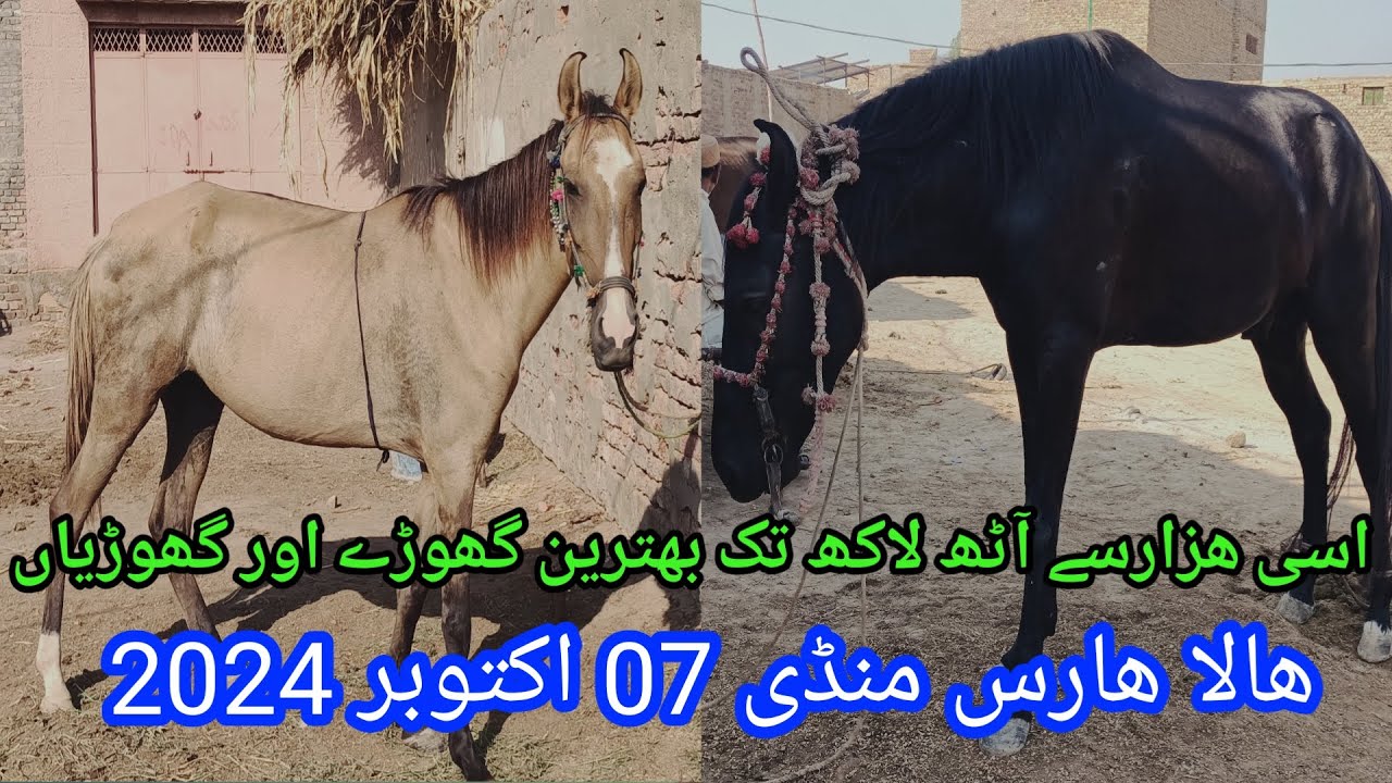 Horse Mandi Hala Sindh today