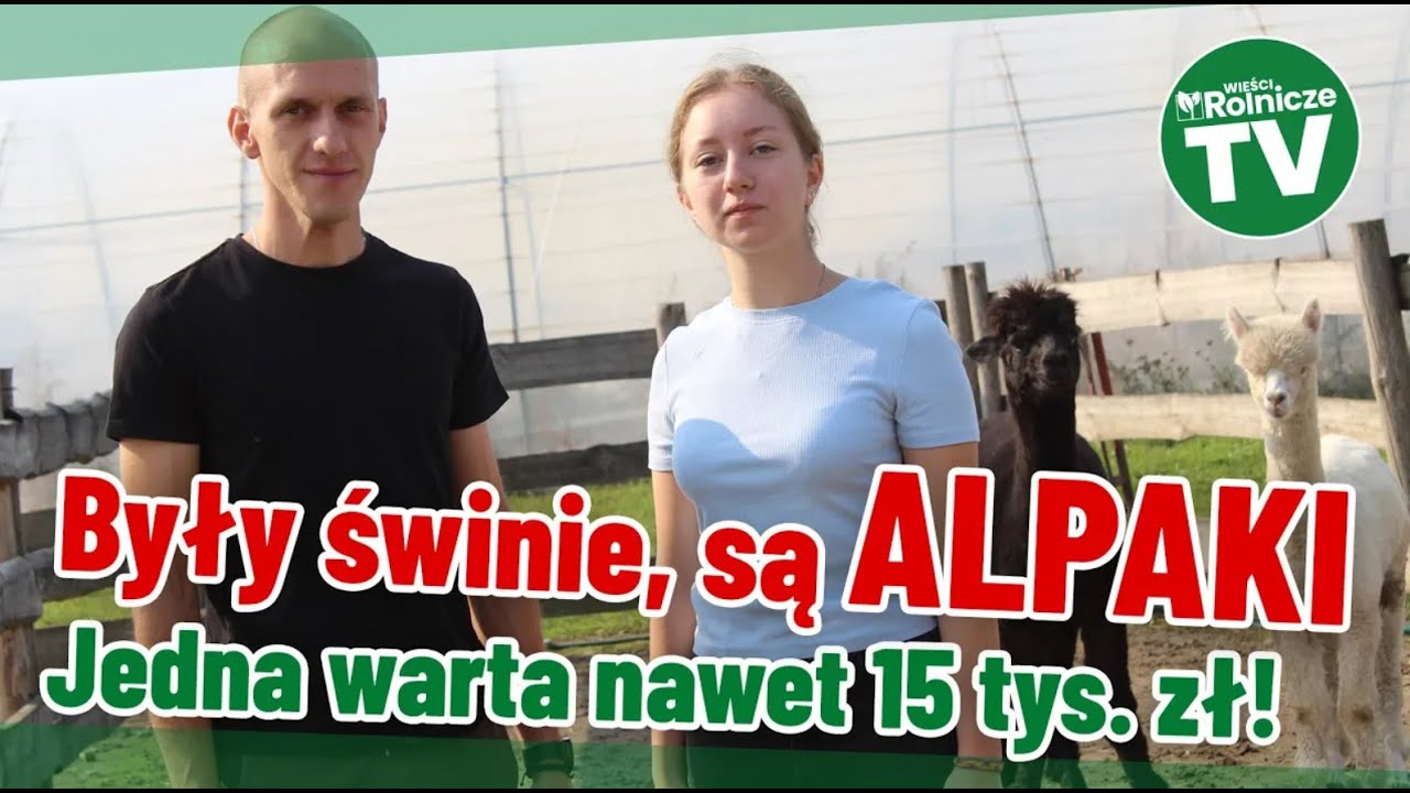 Z trzody przeszli na alpaki. Nie żałują. Jedno zwierzę warte nawet 15 tys. zł.