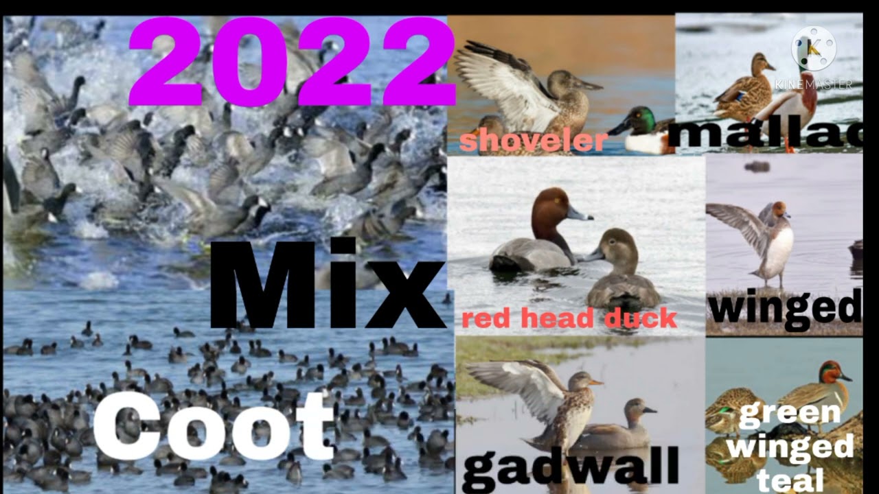 duck Coot Sounds Call mix birds Best  amazing Madall duck