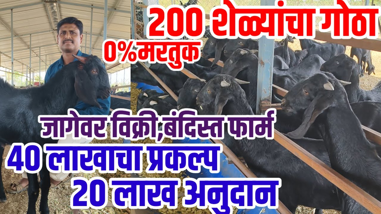 Sheli,200 शेळ्यांचा गोठा,40 लाखाचा प्रकल्प,20लाख सबसिडी, आधुनिक बंदिस्त गोठ,जागेवर विक्री,शेळी पालन