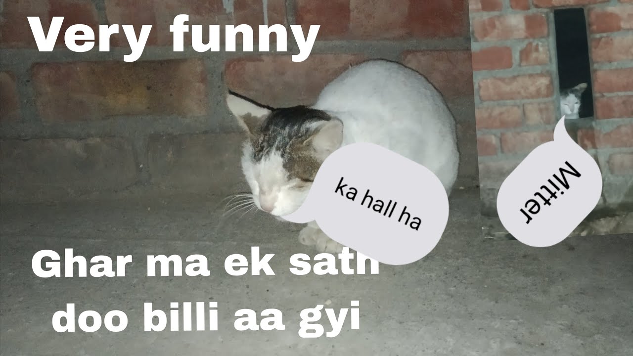 To billi aa gyi 😲😲