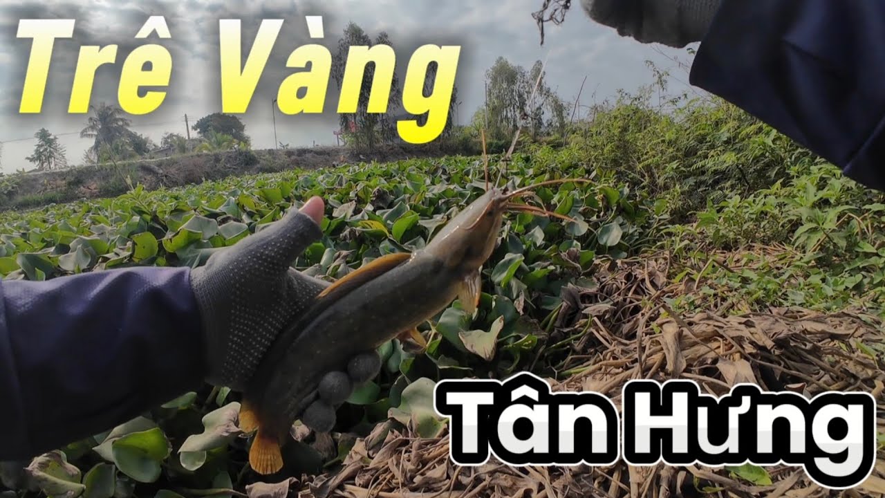 Điểm C&acirc;u C&aacute; Tr&ecirc; V&agrave;ng R&ocirc; Mề Th&aacute;c L&aacute;c Khủng  Khu Vực T&acirc;n Hưng C&acirc;u Nhấp C&acirc;u Nh&oacute;ng (Video 50)