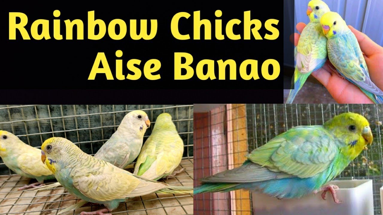 Rainbow Budgies Chicks Produce method
