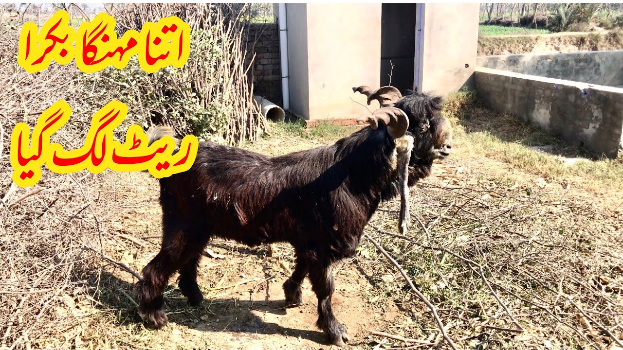 World Biggest Goat Breed | Dera Din Panah Goats