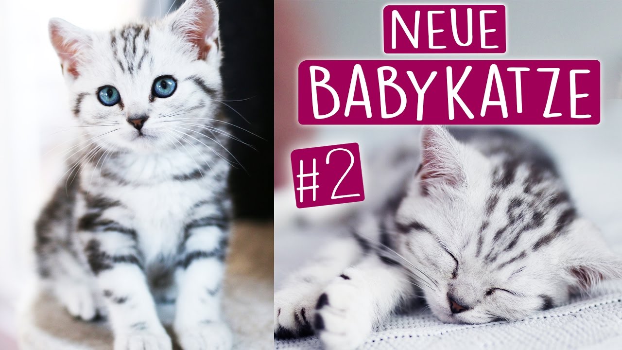 MEINE 2. BABYKATZE ist da! - Eingewöhnung, Charakter und mehr! #MayBePerfect