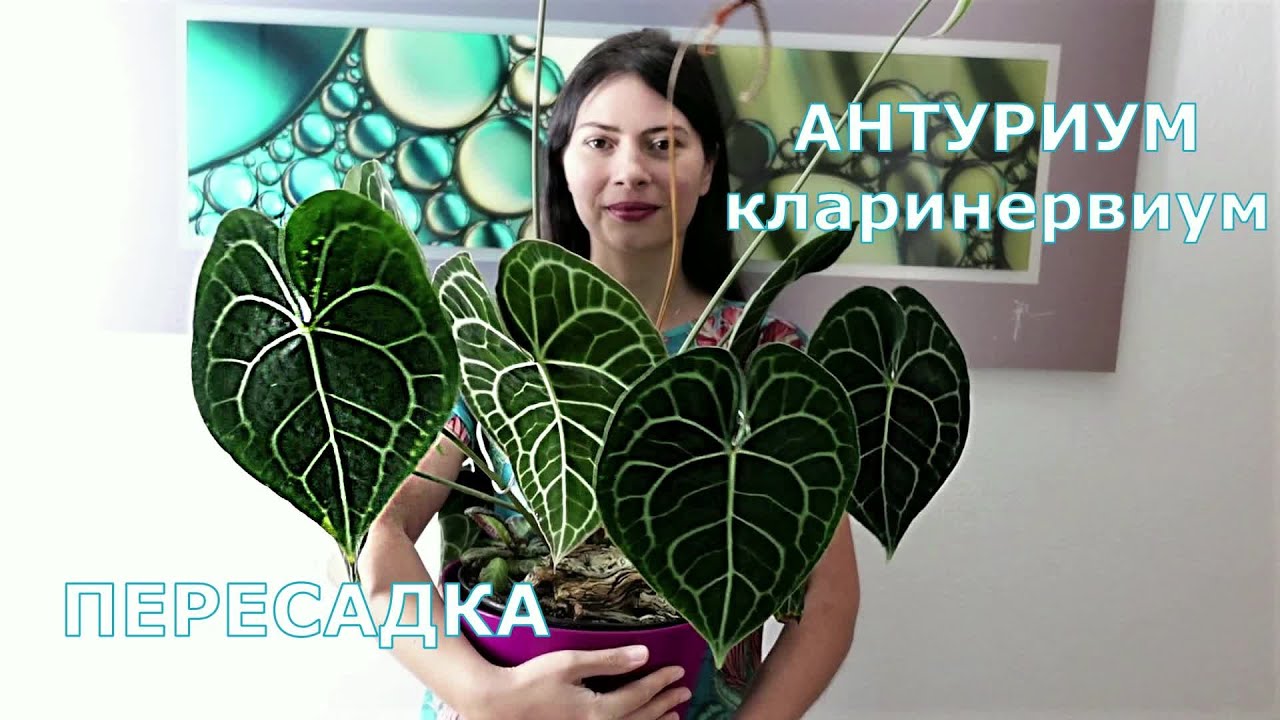 Комнатные растения не растут? Пересадка поможет - Антуриум кларинервиум, состав почвы и ПРИРОСТ 🌱
