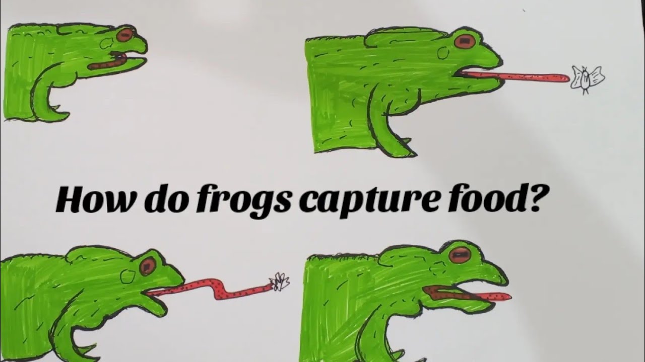 Nutrition and Digestion in frogs|BSc and MSc Zoology|Detailed Notes 