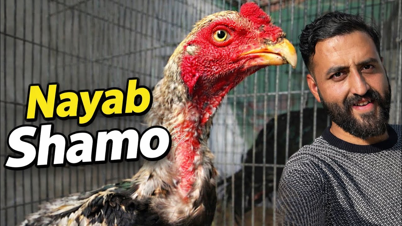 Shamo Aseel Murga 🐓 Duniya Ke Sab Se Nayab Desi Fighting Breeds