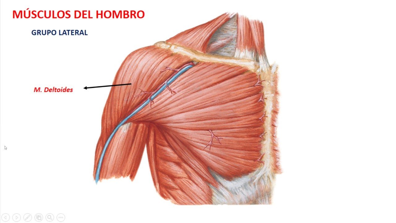 Músculos del hombro