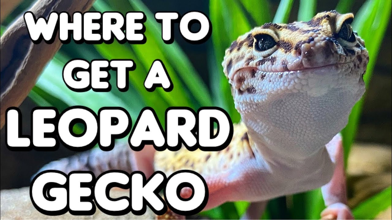 Where To Get A Leopard Gecko (and Other Common Reptiles)