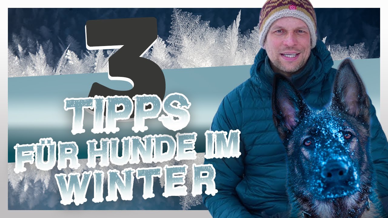 3 Tipps für HUNDE im WINTER | Pfotenpflege, Bekleidung, Ernährung