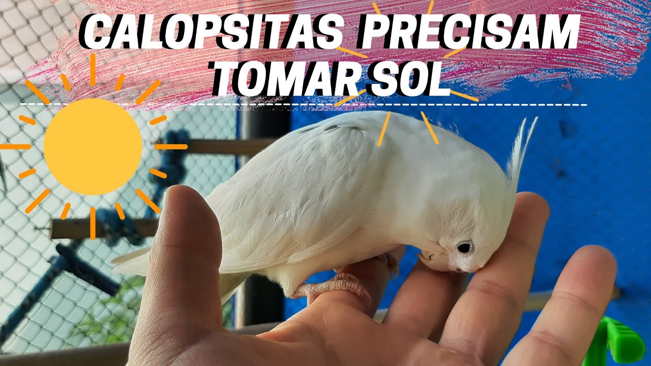 CALOPSITAS PRECISAM TOMAR SOL! VITAMINA D