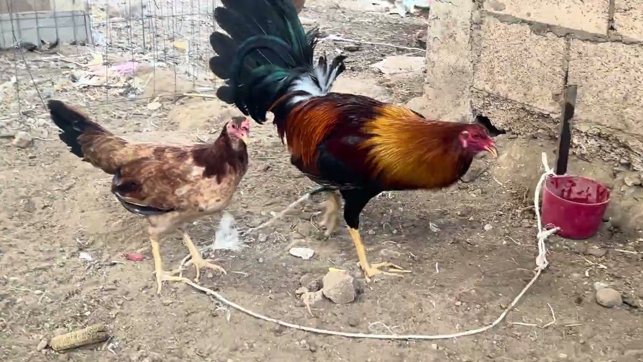 Nuevos animales 🐔😱