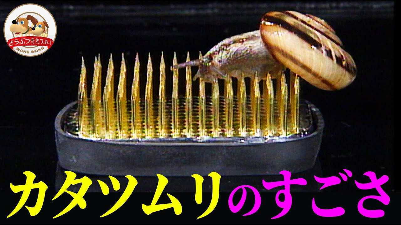 【トリビア】カタツムリは刃物の上でも歩けるし、カラフルなウンチもする【どうぶつ奇想天外／WAKUWAKU】