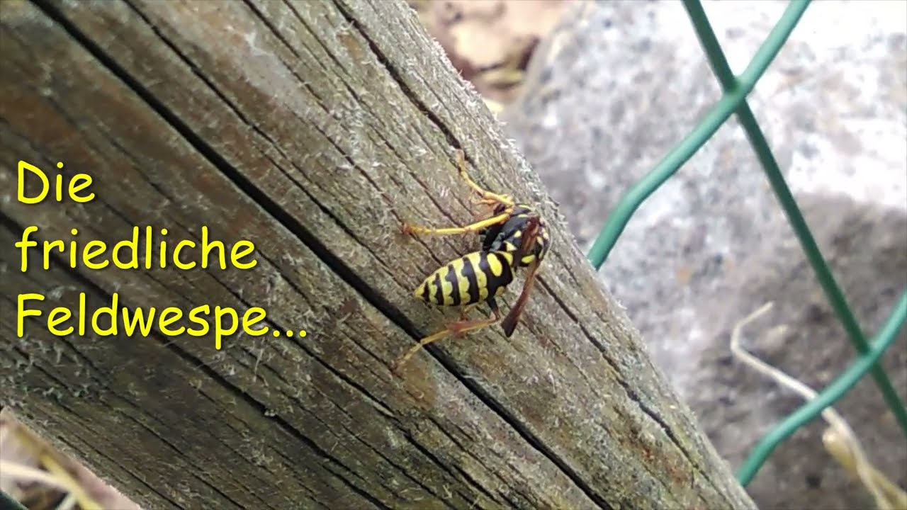 Wespen überall / Wasps...here and there and everywhere.