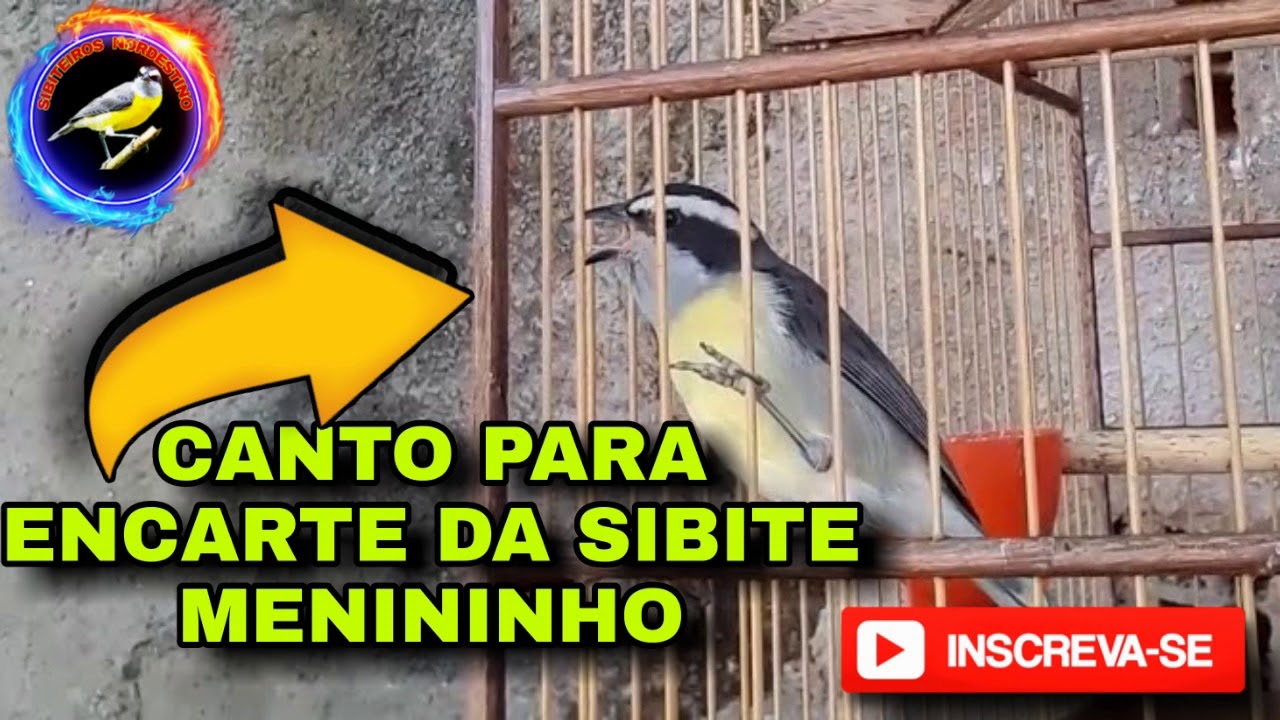 CANTOR BATENDO BELGA PARA ENCARTE DA SIBITE MENININHO