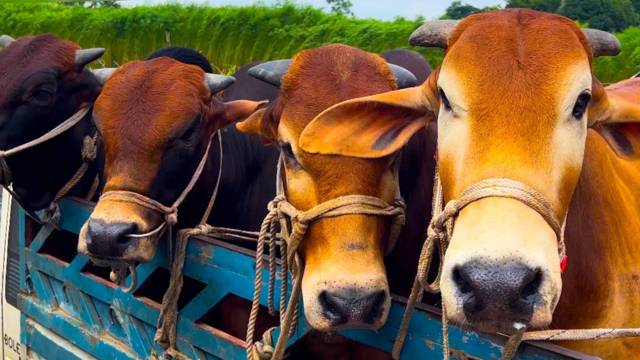 Cow unloading, cow videos, cow video, animal, big cow, goru hamba cow, Ep- 5