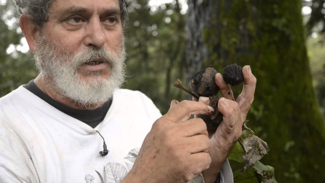 Especies sobresalientes del Bosque de Niebla
