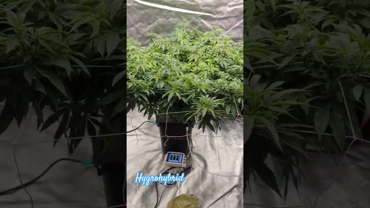 Auto Top Off DWC Is A Game Changer - Zero Energy
