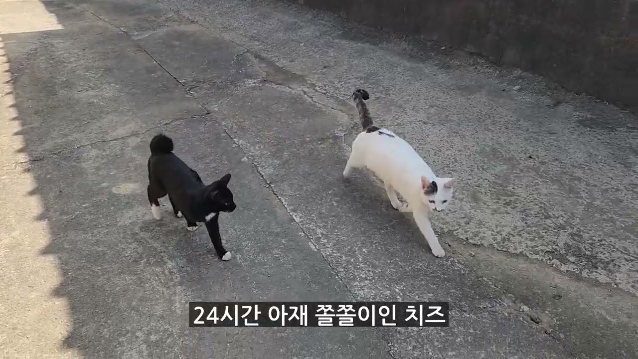 흔적도 없이 사라진 새끼냥 까망이의 마지막 소식입니다