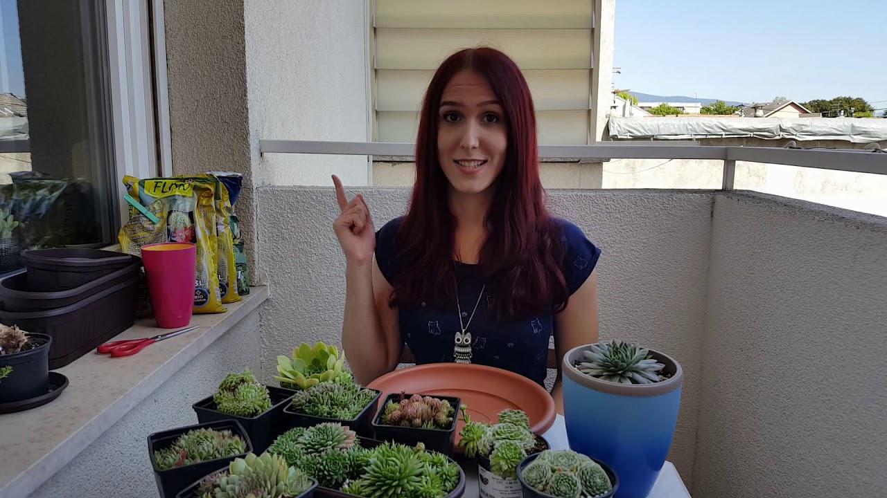 Sempervivums  - General Care & Repotting