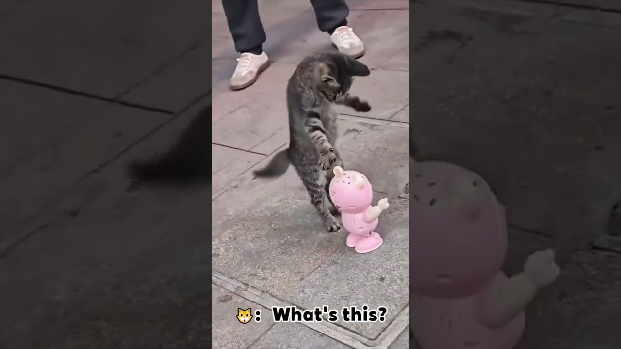улыбаетесь чаще 🥰 #cat #cat #котофейка #красиваякошка #funny #видосыоткота