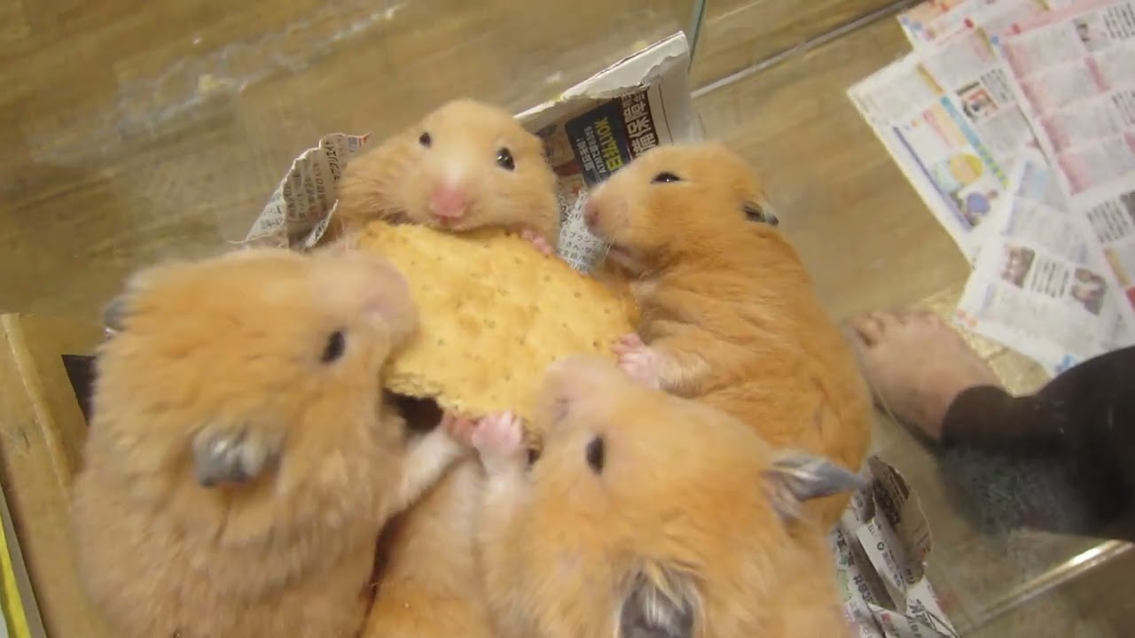 ビスケット大会03 04 01