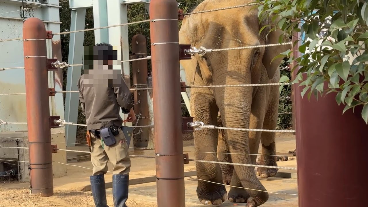 好きなものは先に食べる派のウタイちゃん【‎2026年1月15日‎】【上野動物園】アジアゾウ