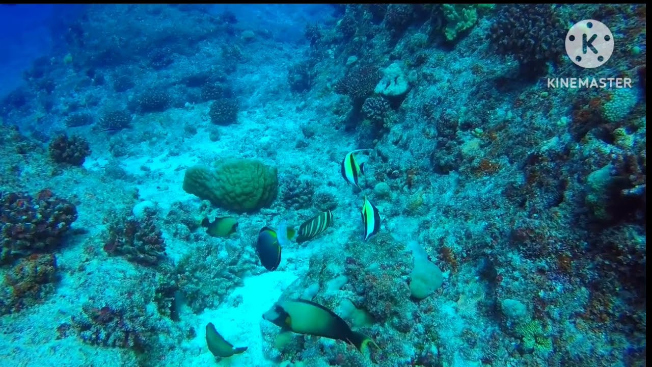 Unlock the Secrets of Vibrant Coral Reef Fishes in this Short Underwater Adventure!