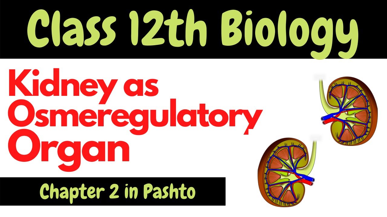 Kidney as osmoregulatory organ | 12th Biology | Pashto | Home of biology