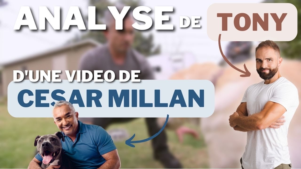Comment se mettre dans la m€#D€ ! Analyse de Cesar Millan