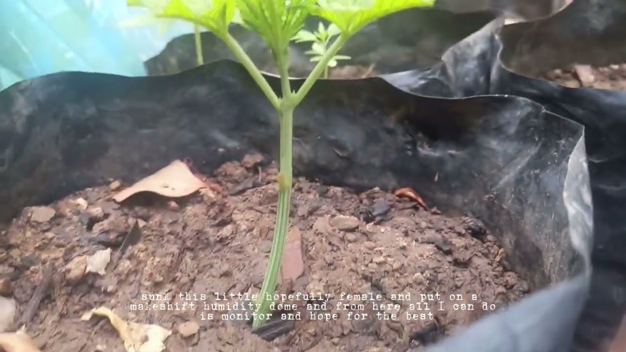 3 Nov 2023 clones for outdoor weed grow failures. low effort video experiment