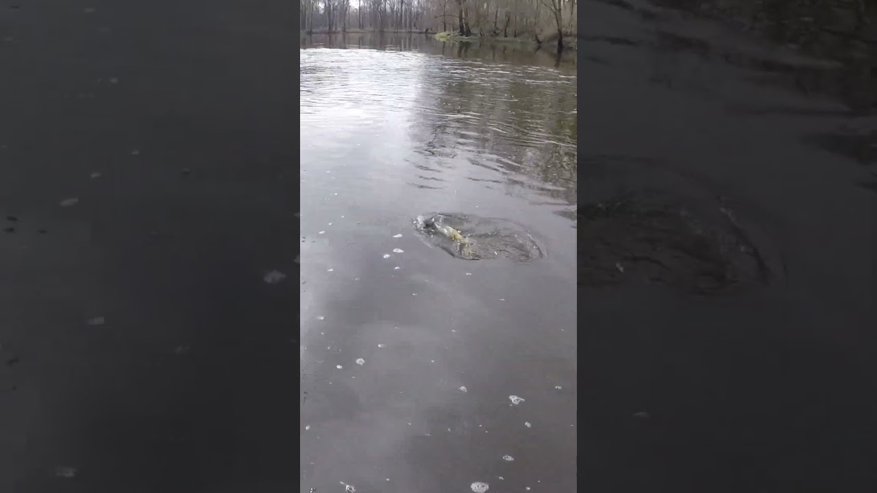 Spring Smallmouth EAT Swimjigs! 