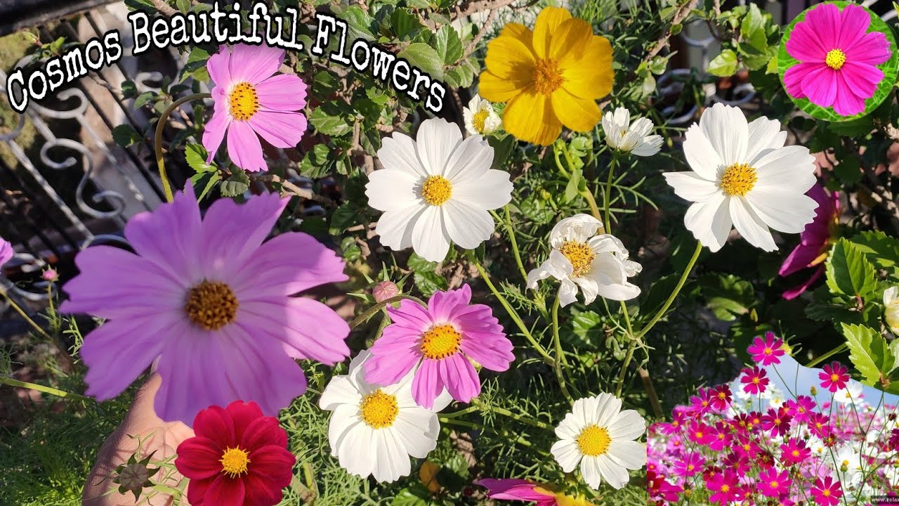 सबसे खूबसूरत फूल//Cosmos Flower Plant Grow & Care||How To Grow Cosmos At Home