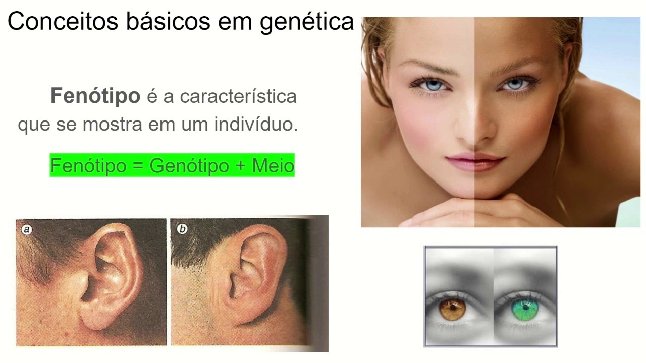 Toda a genética básica em 30min - Revisão