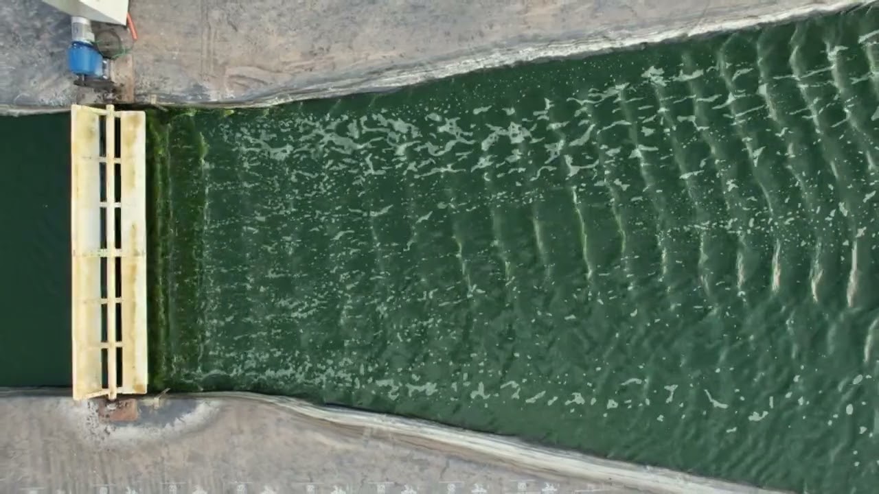 Microalgae based Process   1 Minute Video