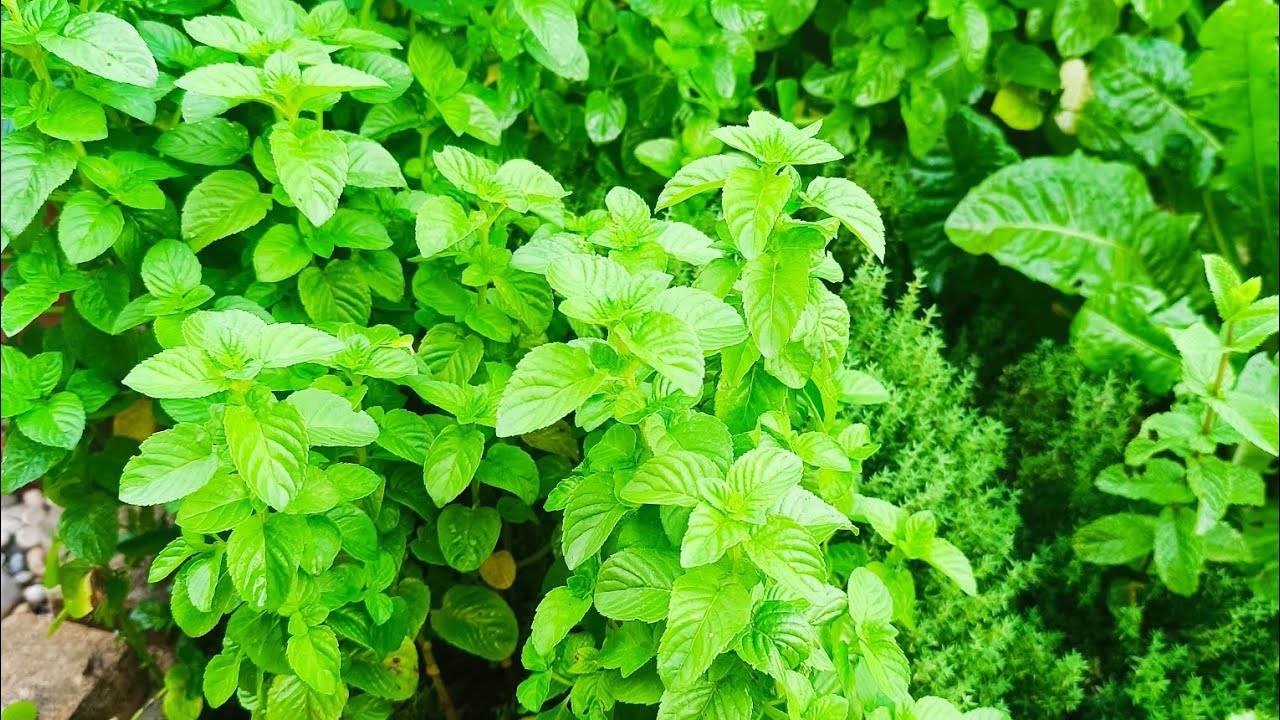 PESTO alla MENTA e LIMONE roba del nostro orto