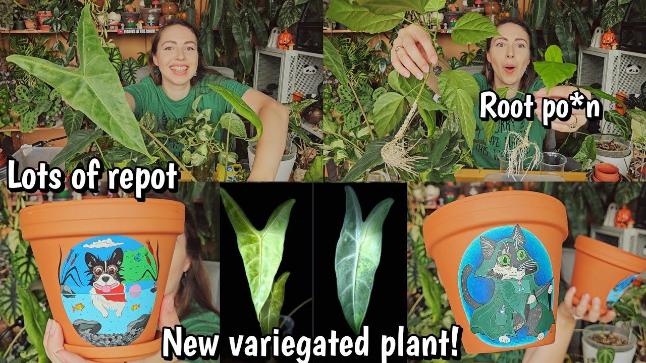 I won a plant auction!🏆 And it's a cute variegated Alocasia!🪴 And last preps for plant swap 📦🌿