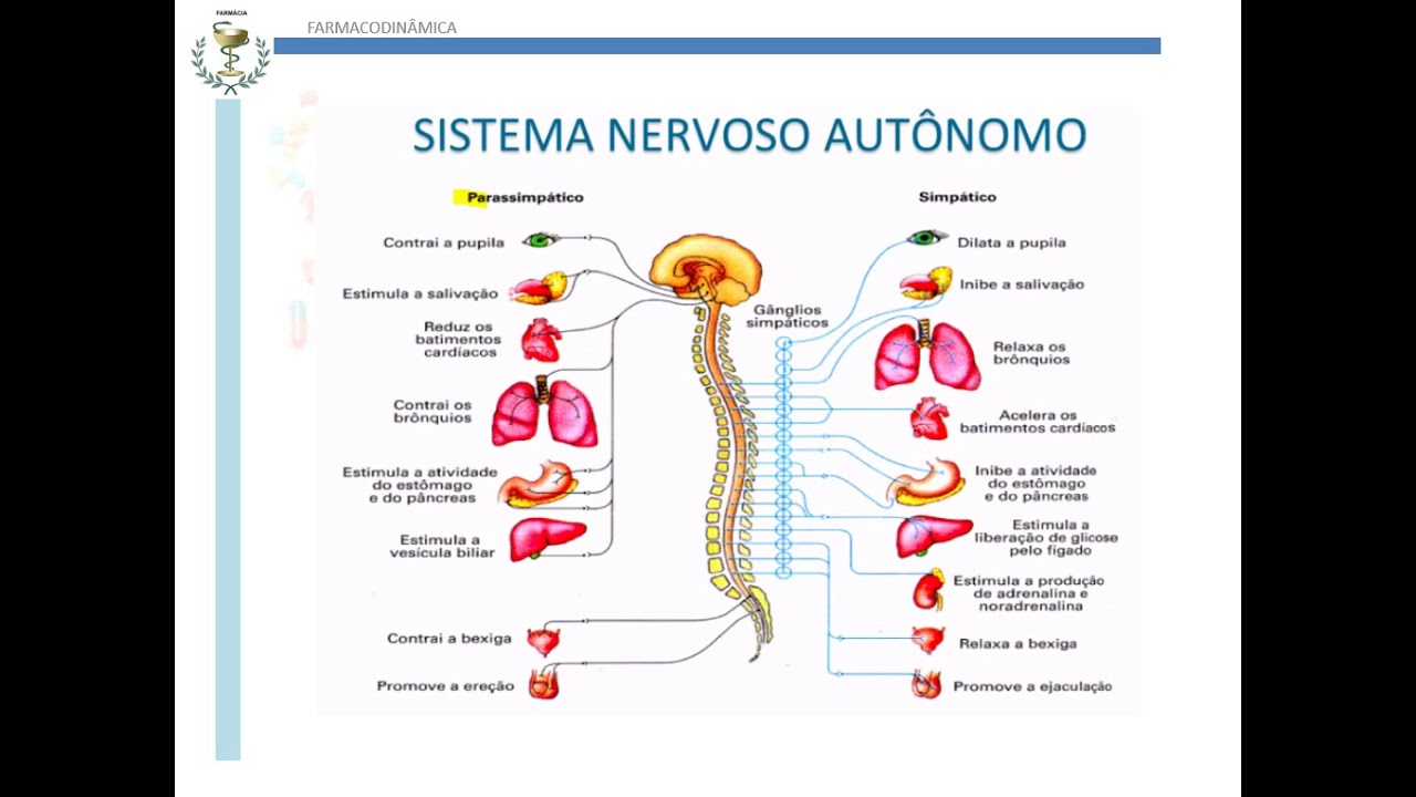 Farmacologia do Sistema Nervoso Autônomo.