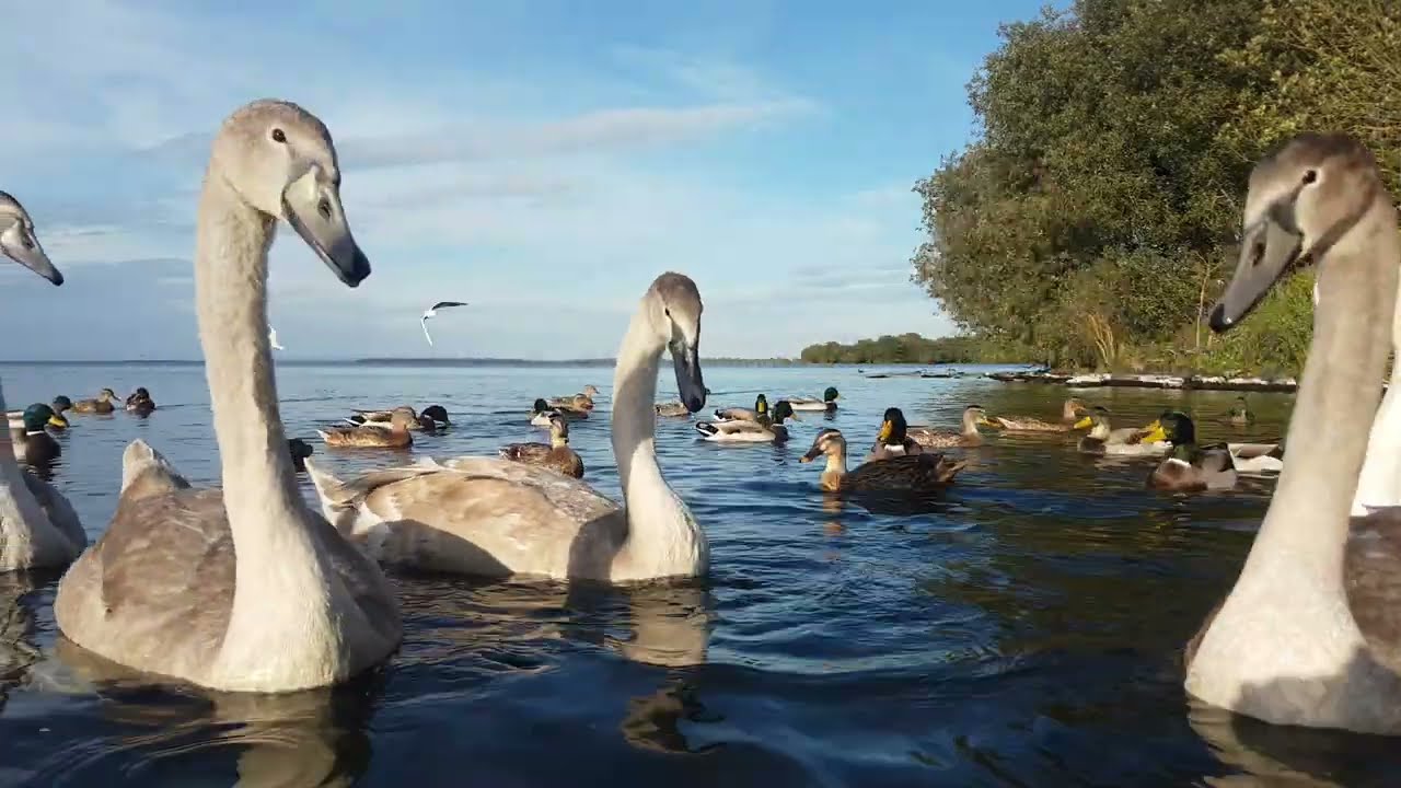 LOUGH NEAGH 🧞‍♂️OXFORD ISLAND NATURE RESERVE IRELAND 🇮🇪