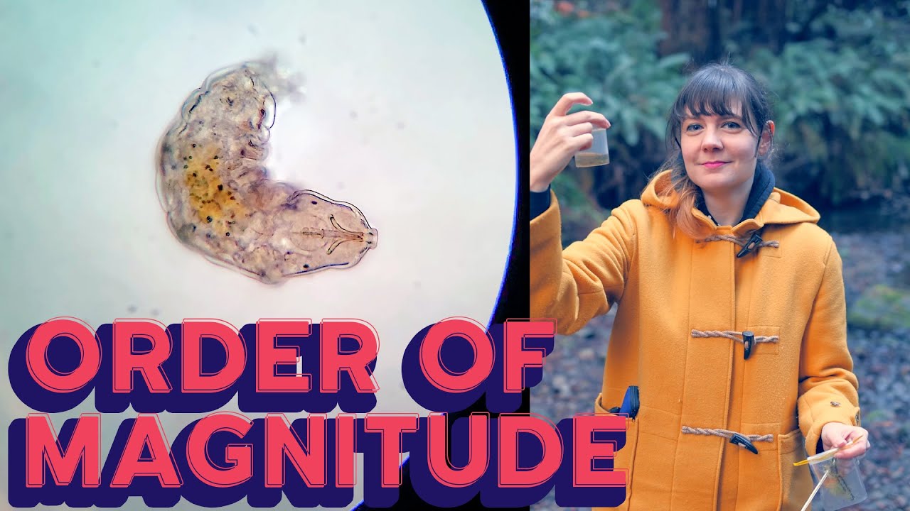 Tardigrades of an Enchanted Forest & California Coastline – Order of Magnitude Ep. 2