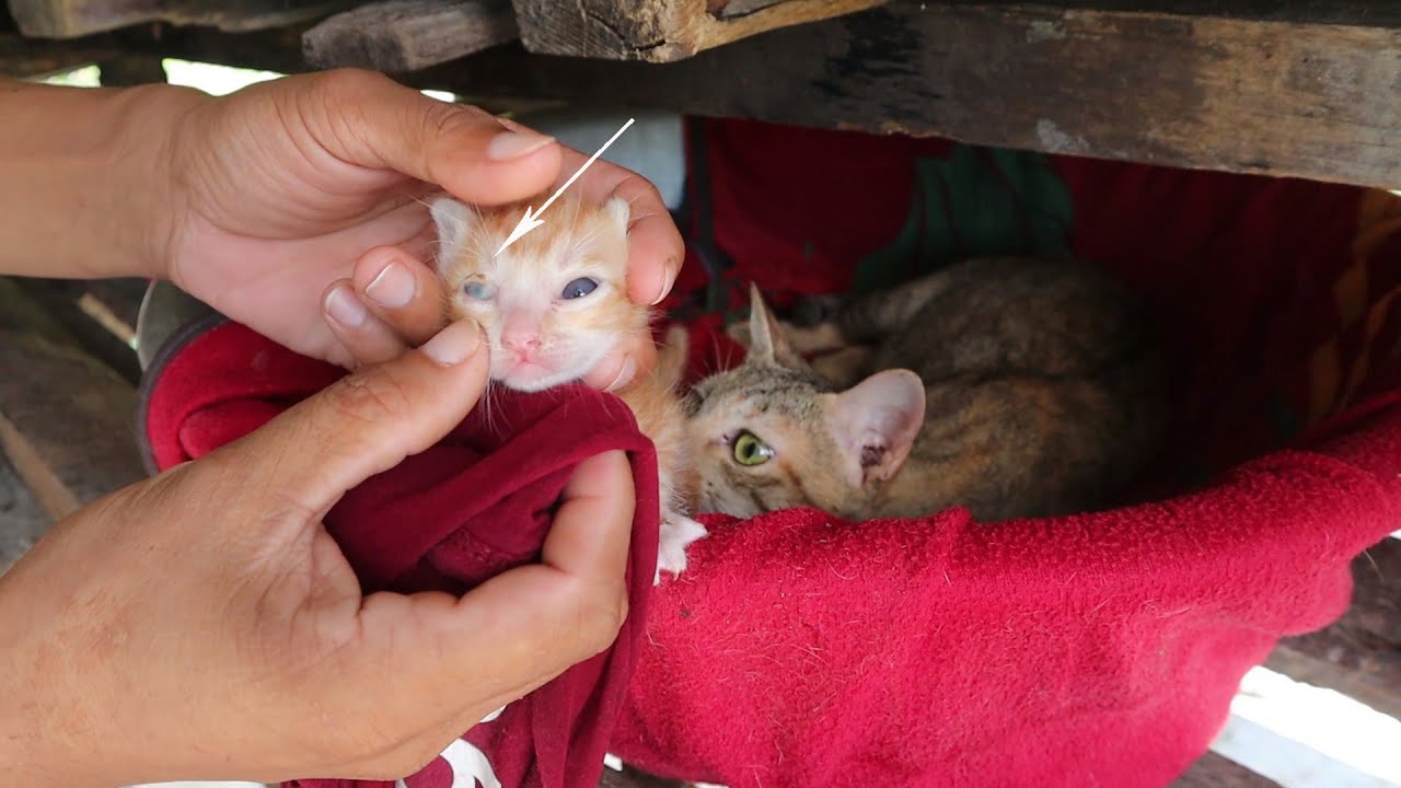 Clean the kitten's eyes sick