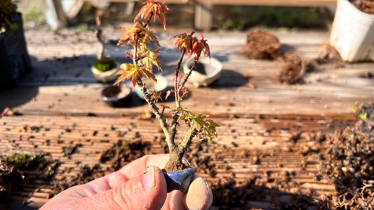 豆盆栽コレクションが増えました #盆栽 #bonsai
