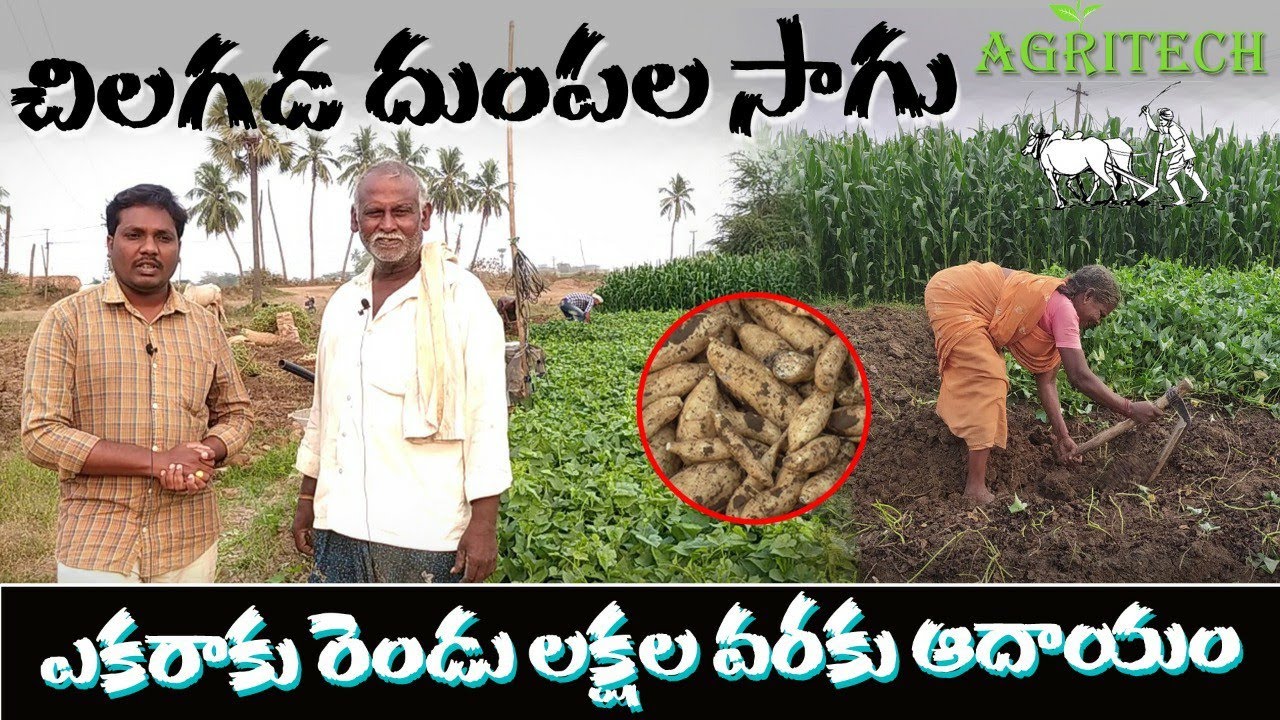 చిలగడ దుంప సాగు | Sweet Potato Cultivation Process |  Chilagada Dhumpa Sagu | AgriTech Telugu