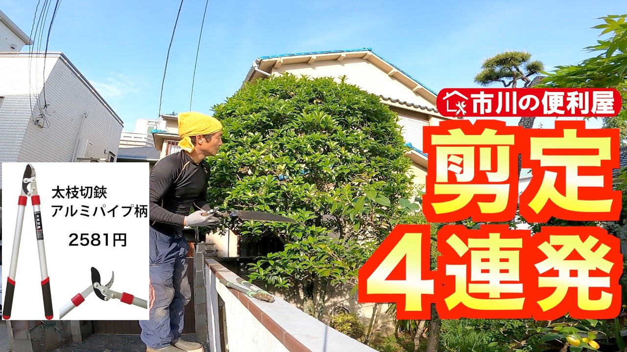 【剪定🌲植替え🌳動画４連発】お庭作業🏠️ユーカリ透かし、ブラインド設置、庭木５本切り戻し、ドライガーデン花壇にアガベ植付け｜千葉県市川市の便利屋！各作業料一覧、お問い合わせ先は概要欄をご覧下さい！